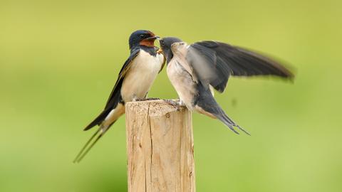 Zwei Rauchschwalben auf einem Holzpfahl.