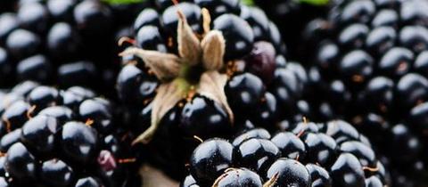 Brombeeren