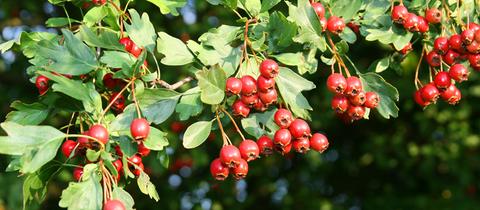 Weißdornbeeren