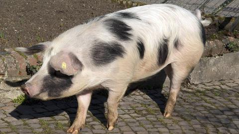 Buntes Bentheimer Schwein