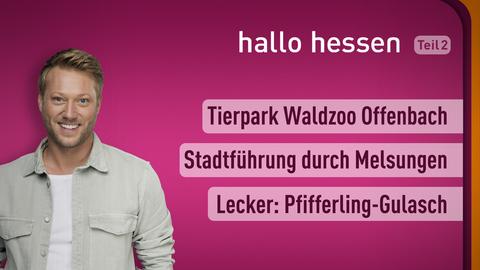 Moderator Jens Pflüger sowie die Themen bei "hallo hessen am 12.08.2022: Tierpark Waldzoo Offenbach, Stadtführung durch MElsungen, Lecker: Pfifferling-Gulasch 