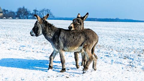Zwei Esel stehen in einer verschneiten Winterlandschaft.