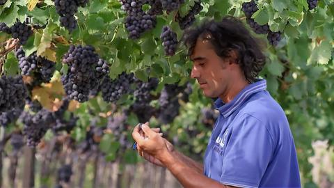 Im Vordergrund ein Protagonist aus dem Film, im Hintergrund Weinreeben. 