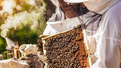 Imker mit Bienenwaben.