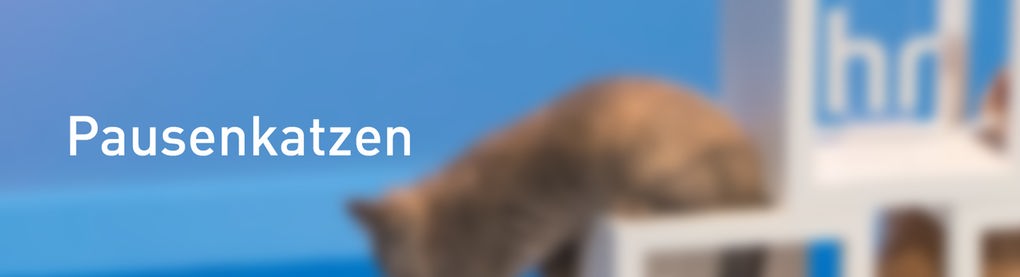 Banner Pausenkatzen