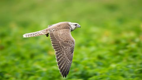 Falke
