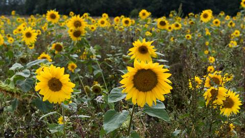 Ein Feld voller blühende Sonnenblumen.