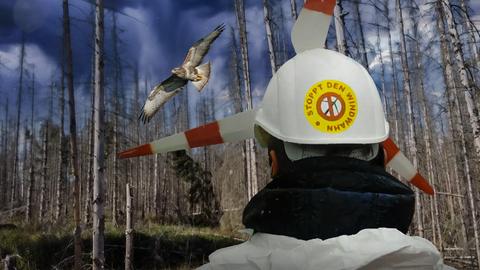 Collage: Windpark-Gegner steht mit dem Rücken vor einem kahlgeschlagenen Wald, links ein gefährdeter Vogel. 