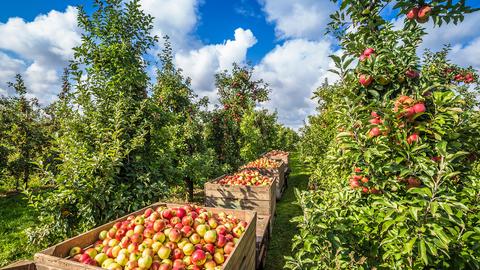 Apfelernte im Alten Land. 