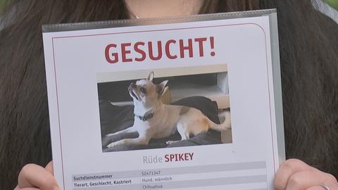 Die Vermisstenanzeige des Hundes.