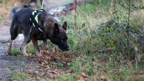 Schnüffelnder Schäferhund