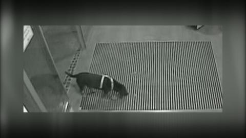 Hund Baba auf einer Überwachungskamera