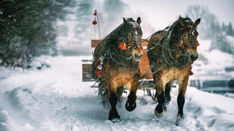 Pferde-Kutsche in einem verschneiten Wald.