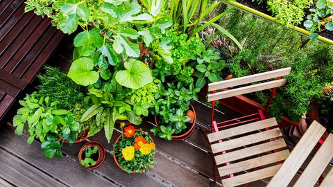 Bunte Blumen und Pflanzen auf einem Balkon