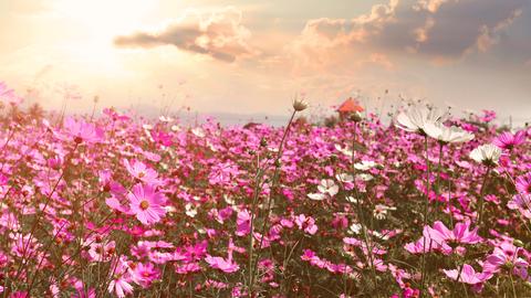Ein Meer aus rosafarbenen Blumen