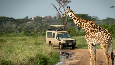 Safari in Tansania, rechts im Bild eine Giraffe.