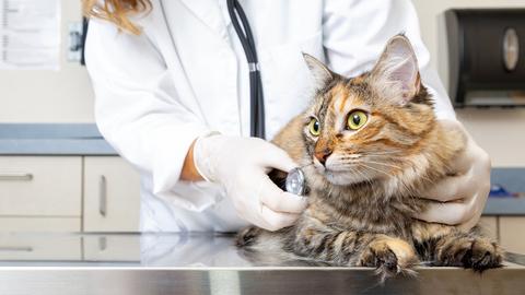 Katze wird auf Untersuchungstisch von einer Tierärztin mit einem Stethoskop abgehört. 