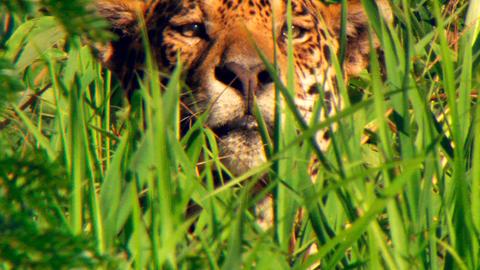 Der ursprüngliche Name des Jaguars lautet „Jag War“ und bedeutet „der im Fliegen jagt“ – ein Tribut an die Geschicklichkeit des raffinierten Jägers.