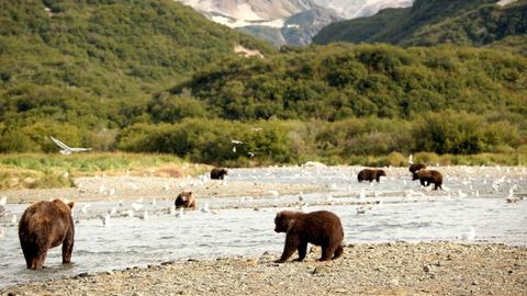 Obwohl die Lachse in Massen stromaufwärts zu ihren Laichgewässern schwimmen, ist die Konkurrenz zwischen den Bären um die besten Fangplätze auf der Alaska-Halbinsel besonders groß.