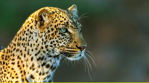 Die Leopardin 