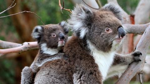 Ein Koala klettert mit einem jungen Koala auf dem Rücken einen Baum hoch.