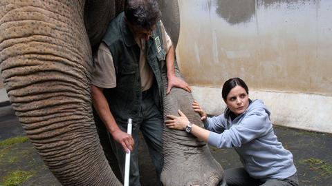 Susanne (Elisabeth Lanz) und ein Tierpfleger nehmen eine Blutprobe von Elefantendame Rhani.