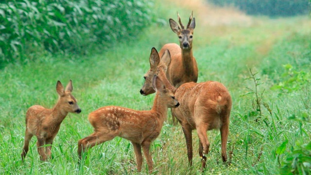 Unser Wild – Reh und Hirsch | hr-fernsehen.de | TV-Programm