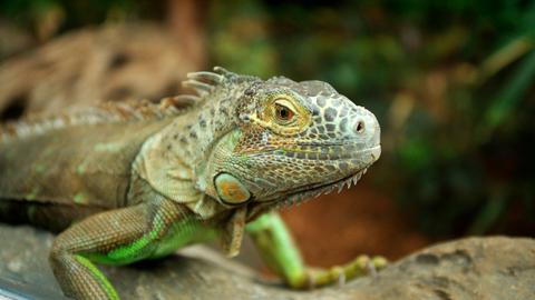 Ein neuer Gast in der Tierklinik: Im Park ist ein junger Leguan abgegeben worden, der auf den furchterregenden Namen Godzilla hört. Dabei ist die junge Dame ganz friedlich.