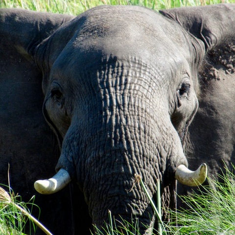 Elefant in Botswana.