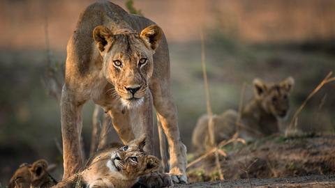 Löwin steht schützend über ihren Jungen im Luangwa Nationalpark, Sambia. 