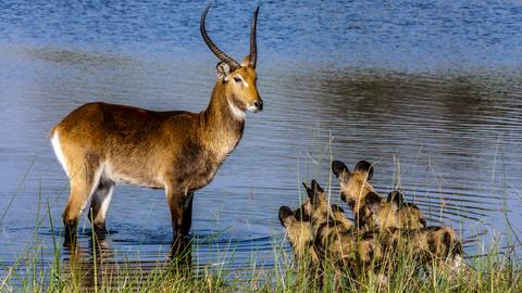 Eine Gruppe Wildhunde jagte hat ein Letchwe (Watchwe), doch es ist ein Überlauf geflohen. Hier ist es erstmal sicher.