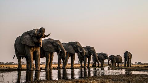 Elefanten am Fluss