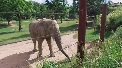 Elefant Tamo aus dem Kronberger Opel-Zoo steht das große Wiegen bevor.