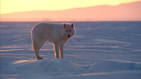 Polarwölfe leben ausschließlich in der Arktis - sie unterscheiden sich von anderen Wölfen durch die helle Farbe und das besonders weiche, dichte Fell.