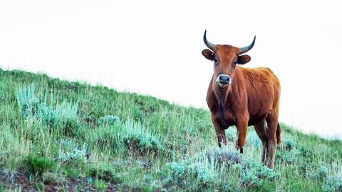 Kuh steht auf  grüner Wiese.