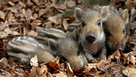 Frischlinge werden schon am Ende des Winters geboren, die vier kleinen Wildschweine kuscheln sich im Laub eng aneinander, um sich gegenseitig zu wärmen.