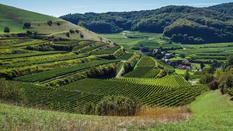 Altvogtsburg im Kaiserstuhl.