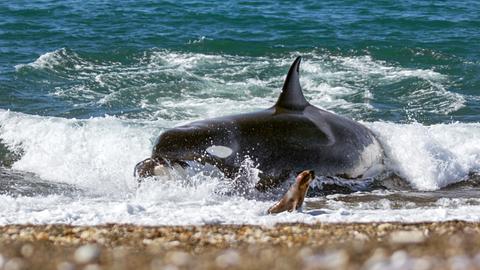 Ein Orca schnellt auf den Strand der argentinischen Halbinsel Valdés und greift eine junge Mähnenrobbe. Weniger als die Hälfte ihrer Angriffe sind erfolgreich.