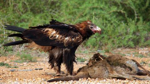 Ein Keilschwanzadler frisst Aas.