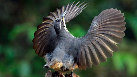 Ein junger Victoria Paradiesvogel 