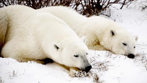 Eisbären in der kanadischen Provinz Manitoba.