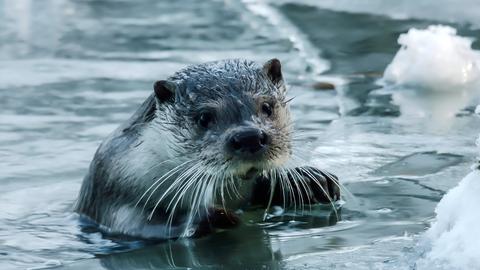 Ein Otter im Wasser