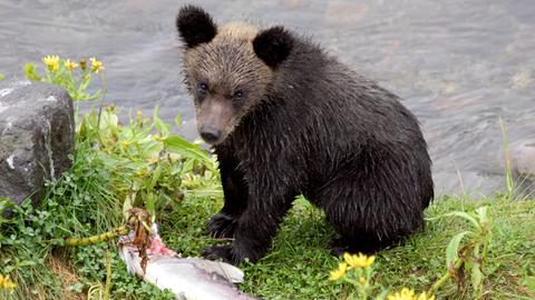 Wenn im Herbst die Lachse in die Flüsse Hokkaidos ziehen, beginnt die fetteste Zeit für die Braunbären. Die Kleinen müssen allerdings noch an ihrer Technik arbeiten.