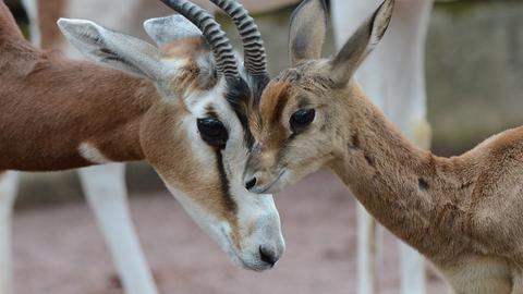 Zwei Jungtiere der extrem seltenen Mhorrgazellen im Wiener Tiergarten Schönbrunn.