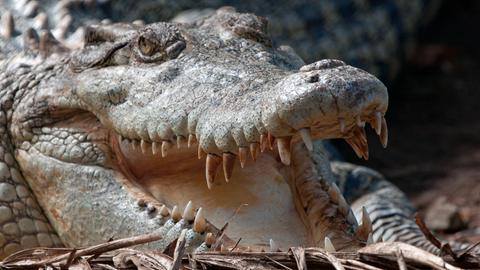 Das Salzwasserkrokodil ist das größte Krokodil überhaupt und kann bis zu sechs Meter lang werden.