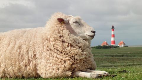  In Nordfriesland leben fast so viele Schafe wie Menschen. Im Hintergrund: Der Leuchtturm von Westerhever.