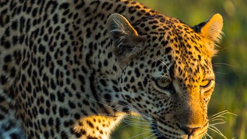 Die Leopardin 