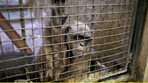 Ein Schimpanse sitzt in einem Käfig im Pata-Zoo in Bangkok.