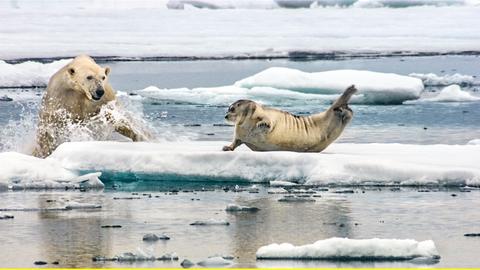 Ein Eisbär greift eine Bartrobbe an, die sich von der Fischjagd erholt.