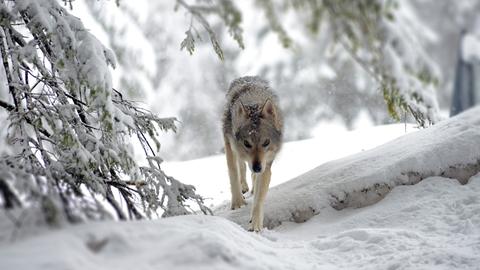 Der Wolf ist zurück in den Dolomiten. Die Anforderungen für sein Revier sind vielfältig. Entscheidend für den Wolf ist, dass genügend Beute vorhanden ist und sich direkter Kontakt mit dem Menschen vermeiden lässt.
